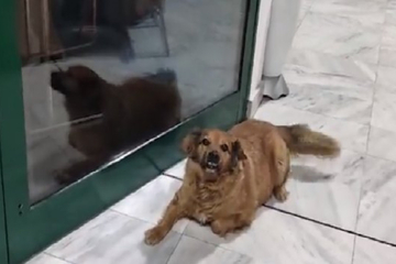 Tužne slike iz Tuzle: Pas kojeg je hranila ubijena Amra ne odlazi od kafića