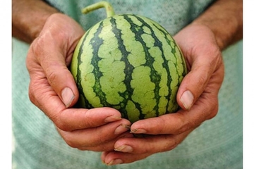 Grk proizveo mini-lubenice, koje staju u žensku torbicu