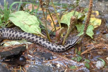Građani traže pomoć zbog zmija