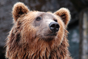 Medvjed napravio 400 SELFIJA na kameri za divlje životinje (VIDEO/FOTO)