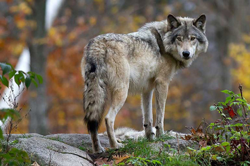 Strava u BiH: Vuk usmrtio četiri psa i kozu