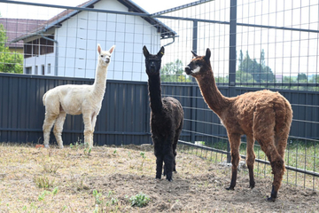 Kamila i kengur djelić neobičnog carstva kraj Prijedora