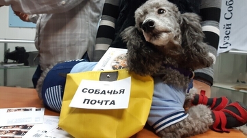 Prva pseća pošta počela sa radom u Moskvi