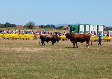 Bijeljina: U nedjelju tradicionalna korida (FOTO)