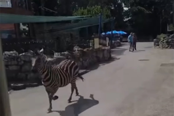 Drama u beogradskom Zoo vrtu: Zebra pobjegla i povrijedila oca i dijete
