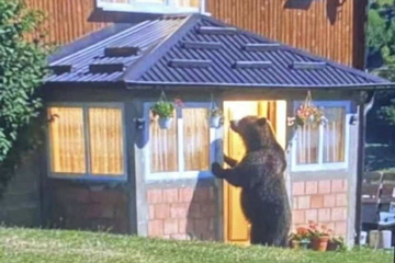 Prizor kao iz bajke: Medvjed pokucao na vrata porodice Pepić