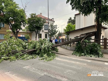Obrušilo se veliko stablo u Bijeljini, obustavljen saobraćaj  (FOTO)