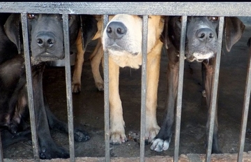 Švajcarska prva zemlja koja će zabraniti testiranje na životinjama?