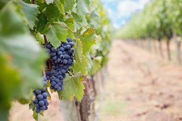  Teška godina za vinare u Srpskoj