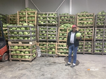 Semberski povrtari čekaju bolju priliku: Nadali se zaradi, a kupus pet puta jeftiniji (FOTO)