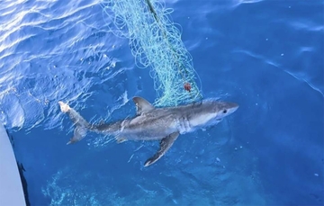 Velika bijela ajkula snimljena u Crnoj Gori: Ulovio je ribar Gojko, evo koliko daleko je bila od obale