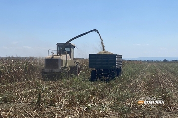 Tropske vrućine spržile kukuruz u Semberiji: “Šteta raste iz dana u dan, moraćemo kupovati da prehranimo stoku”