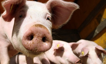 Pogledajte KOLIKO KOŠTAJU TOVLJENICI i zašto VIŠE VOLIMO POLUTKE