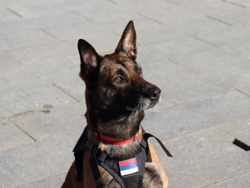 Vrijedi kao 30 ljudi: Upoznajte Toru, jedinog civilnog psa tragača u cijeloj Republici Srpskoj (FOTO)