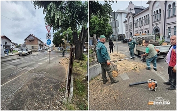 Nakon pada drveta, radnici bijeljinskog “Komunalca” očistili trotoar i put (VIDEO)