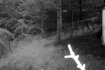 Lovačke kamere snimile risa u Republici Srpskoj