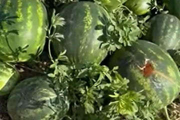 Vrane "obrale" dva hektara lubenice (VIDEO)