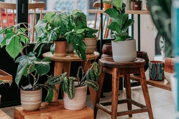 Idete na odmor? Evo kako da vam cvijeće preživi i bez zalivanja