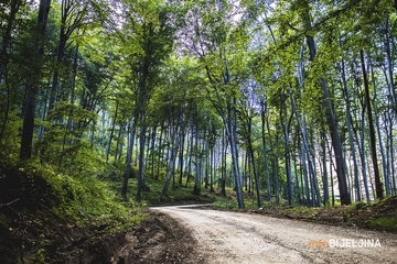 Šume RS na aukcijama zaradile 156.000 KM