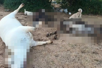 Misteriozni pomor stoke u Hrvatskoj: Za deset dana ostao bez 11 krava