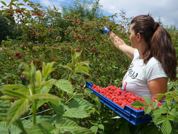 Koliko će ove godine koštati maline