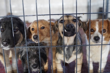 Dodik obećao pomoć azilu za pse na Manjači