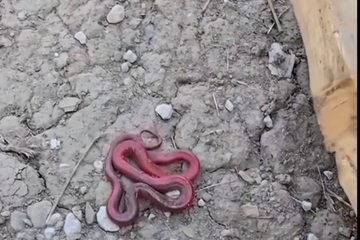 Misteriozna crvena zmija snimljena u Rožajama: "Nikad ovako nešto nismo vidjeli!"