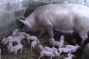 Šok i radost u porodici Marčić: Krmača oprasila 25 prasadi