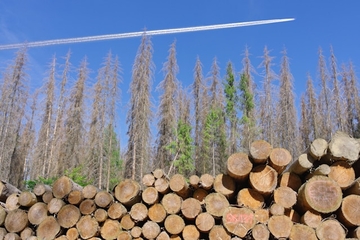 Velika akcija USKOK-a: Uhapšeni zbog korupcije i utaje poreza u "Hrvatskim šumama"