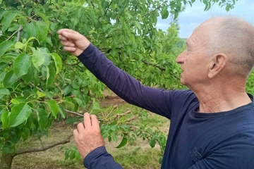 Voćari nemaju radne snage, 13 tona kruške ubralo njih troje