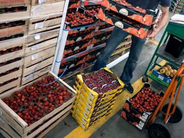 Voćari digli ruke od izvoza: Na granici s Hrvatskom im roba propada, institucije nijeme