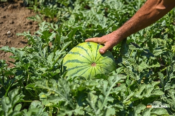 Semberski poljoprivrednik otkriva: Kako izabrati slatku lubenicu? (FOTO)