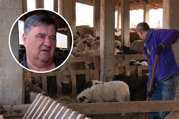 Tražio jagnje za slavu, a danas vodi najveću farmu ovaca u Srpskoj