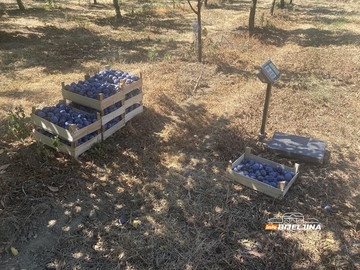 Tužne scene u šljivicima u Ugljeviku: Rod prošle godine lomio stabla, a sad šteta do 100 odsto (FOTO)
