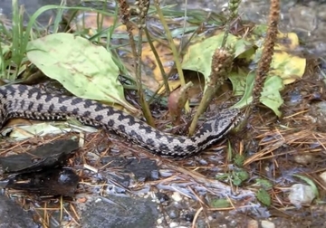 Ako primjetite da vam zmija prilazi uradite samo ovu stvar