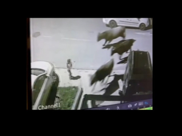 Krdo krava umalo pregazilo dijete na parkingu (VIDEO)