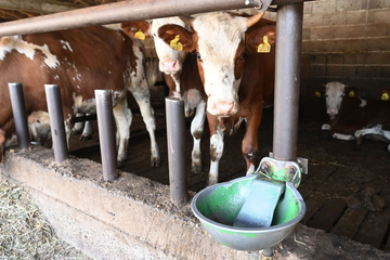 Mljekare uoči sastanka sa Kuzmićevom zovu iz policije zbog protesta