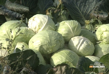 Jesenji kupus u Srpskoj vrhunski, jeftiniji na jugu Srbije neće ni da pogledaju