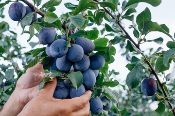 Braća očekuju 30 tona vrhunske šljive (VIDEO)