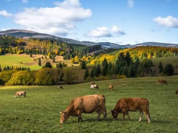 Nevesinjac optužen zbog trovanja hrane za stoku: Uginule dvije krave, zagađena vrijedna silaža