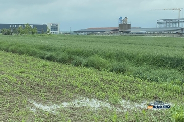 Kiša stvara haos u njivama u Semberiji: Lema i fuzarioza prijete pšenici, hitno potrebna zaštita