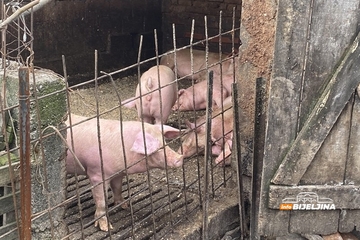 Ima li božićne euforije i skoka cijena prasića? Evo kakvo je stanje na tržištu u RS