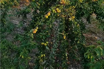 Zaboravljeno blago ljeta: Prirodni lijek iz dvorišta koji čuva srce i jača imunitet