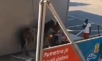 Momci u perionicu došli sa konjem i šokirali sve