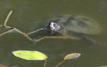 Nekada ponos, danas smeće i plastika: Močvara u Semberiji nestaje, rijetke ribe i ptice umiru, a niko ne reaguje