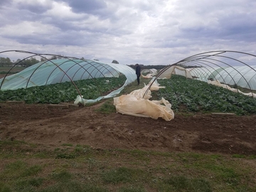 Olujno nevrijeme u Šamcu nanijelo katastrofalnu štetu poljoprivredi: Uništilo usjeve i plasteničku proizvodnju