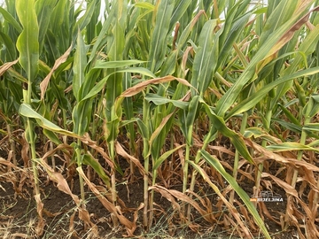 Rana suša prepolovila prinos kukuruza u Semberiji: Poljoprivrednici strahuju za stočni fond