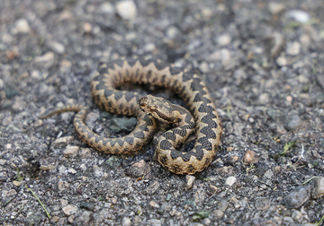 Kako preživjeti susret sa zmijom bez ujeda: Jednostavne i EFIKASNE METODE za izbjegavanje opasnosti