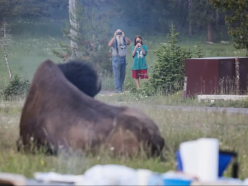 Razjareni bizon napao starca i bacio ga nekoliko metara u vazduh (VIDEO)