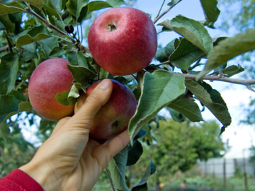 Od paprika do jabuka: Lopovi haraju po njivama